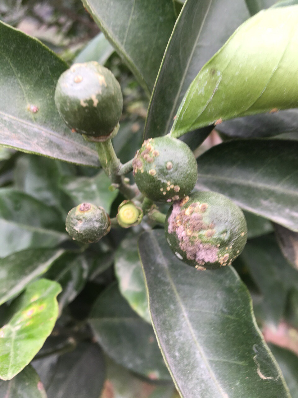 Nguyên nhân và giải pháp đặc trị bệnh ghẻ sẹo trên cây có múi (cam quýt)