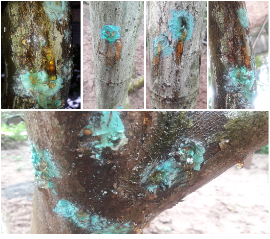 Phòng và trị bệnh xì nhựa mủ chảy gôm trên thân gốc Bưởi (Bệnh thối gốc, chảy nhựa mủ do nấm Phytophthora sp.)