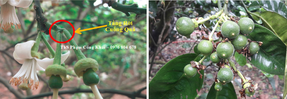 Nguyên nhân và giải pháp cơ bản chống rụng hoa và quả non sinh lý trên cây bưởi (cây có múi nói chung)