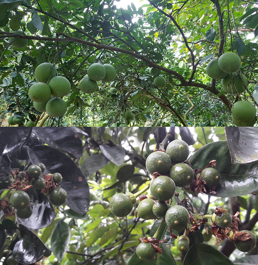 Kỹ thuật chăm sóc và bón phân cho bưởi diễn, giải pháp tăng độ ngọt cho bưởi diễn