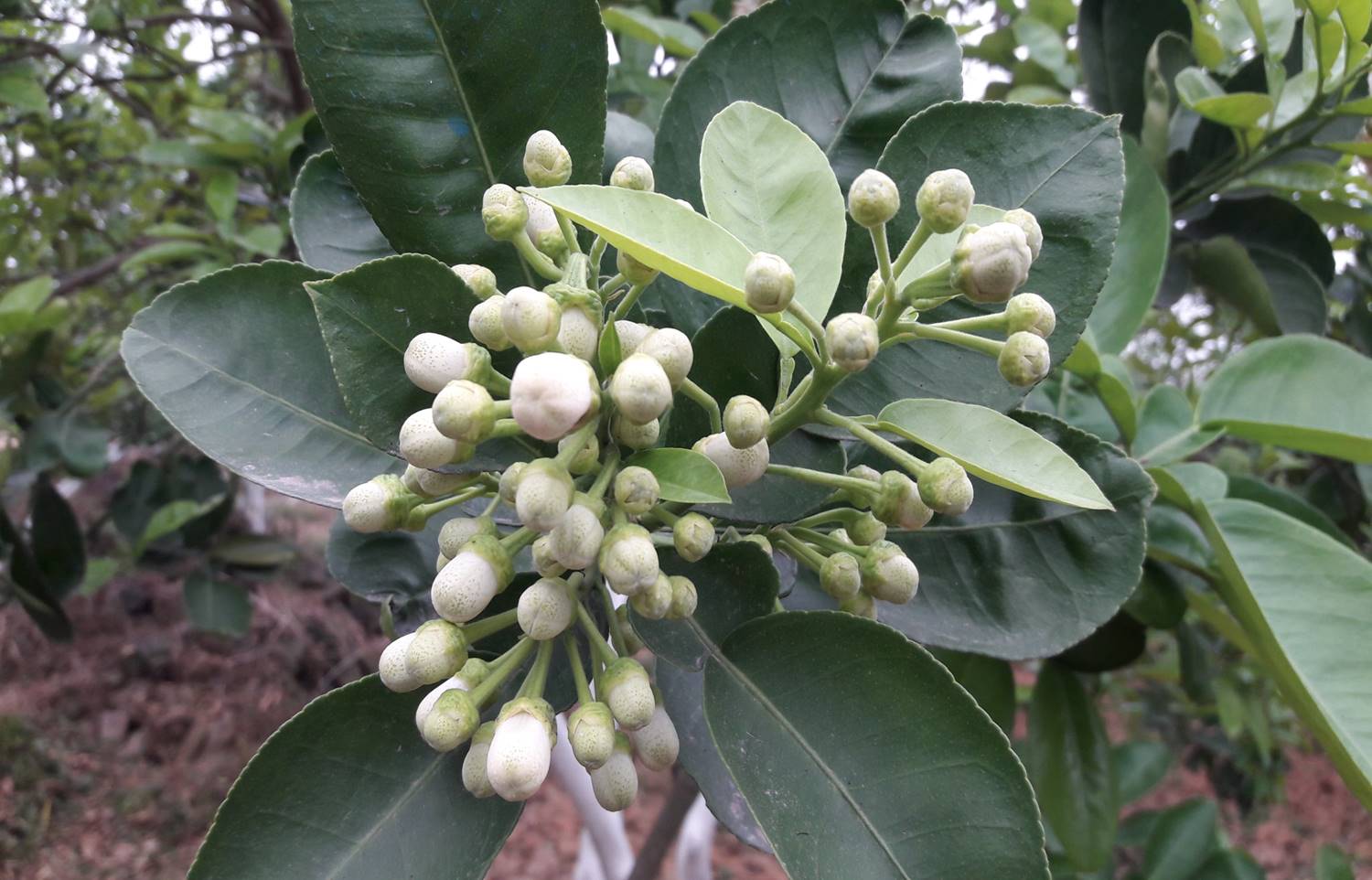 Quy trình sử dụng chế phẩm nano Canxi Super, Shellac Suger, Nano Bạc Đồng chuyên dùng cho cây có múi (Bưởi diễn, cam canh, cam vinh)