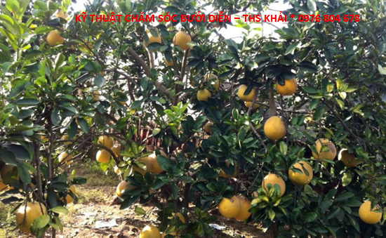 Kỹ thuật chăm sóc bưởi Diễn thời kỳ kinh doanh