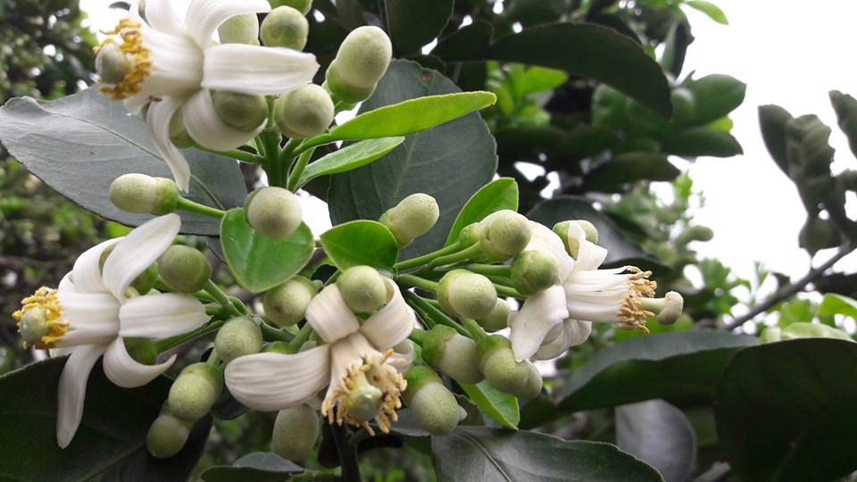 Kỹ thuật chăm sóc bưởi diễn sau thu hoạch, giải pháp chống rụng quả non cho bưởi diễn ứng dụng công nghệ nano tiên tiến