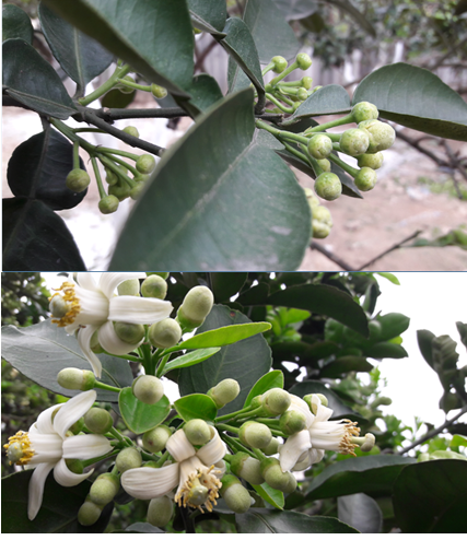 Các biện pháp kỹ thuật hãm lộc đông cho bưởi diễn sau thu hoạch