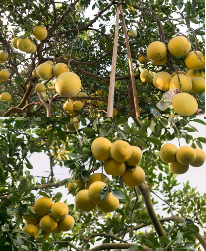 Kỹ thuật chăm sóc bưởi diễn thời kỳ sau thu hoạch đến ra hoa đậu quả non, giải pháp chống rụng hoa và quả non trên cây có múi