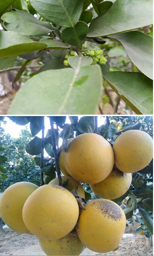 Chăm sóc bưởi diễn sau thu hoạch, kỹ thuật bón phân cho bưởi diễn, các giải pháp hãm lộc đông cho bưởi diễn