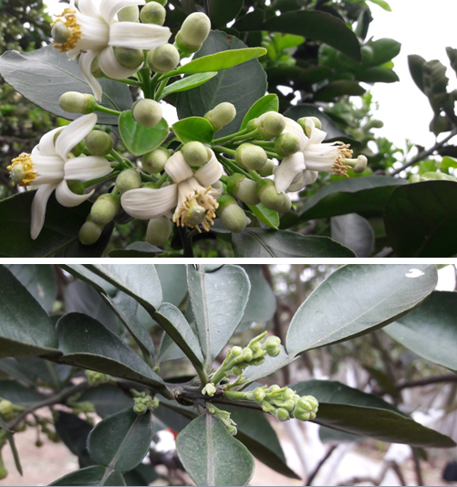 Kỹ thuật chăm sóc bưởi diễn sau thu hoạch, các biện pháp hạn chế lộc đông phát triển trên bưởi diễn