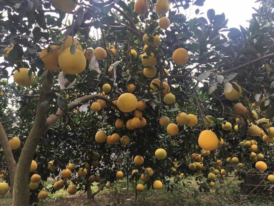 Quy trình chăm sóc cây bưởi diễn ứng dụng công nghệ nano, kinh nghiệm xử lý ra hoa và giải pháp chống rụng, chống mưa acid hại hoa quả non cho bưởi diễn