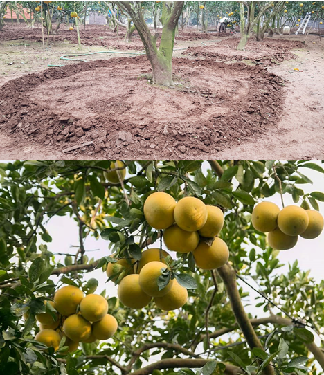 Kỹ thuật chăm sóc bưởi diễn thời kỳ sau thu hoạch, ra hoa đậu quả, chống rụng quả non cho bưởi diễn