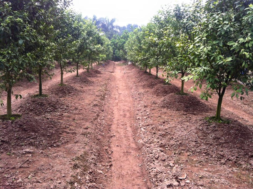 Những vấn đề khó khăn trong quá trình chăm sóc cây cam đường canh