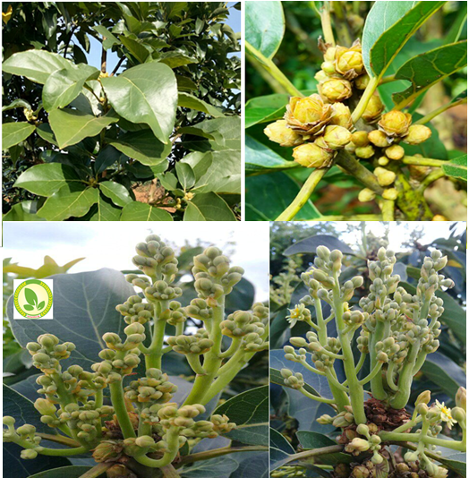 Kỹ thuật chăm sóc cây bơ thời kỳ ra hoa đậu quả(thúc đẩy phân hóa mầm hoa, nuôi mầm hoa phát triển hoàn thiện, các giải pháp chống rụng hoa và quả non trên cây bơ)