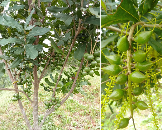 Kỹ thuật chăm sóc mắc ca kinh doanh giai đoạn thúc hoa, ra hoa đậu quả, giải pháp chống rụng hoa và quả non trên cây mắc ca 2024