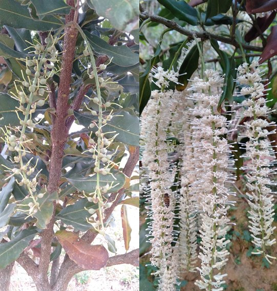 Kỹ thuật chăm sóc mắc ca giai đoạn sau thu hoạch, giải pháp chống rụng hoa và quả non cho mắc ca ứng dụng công nghệ nano