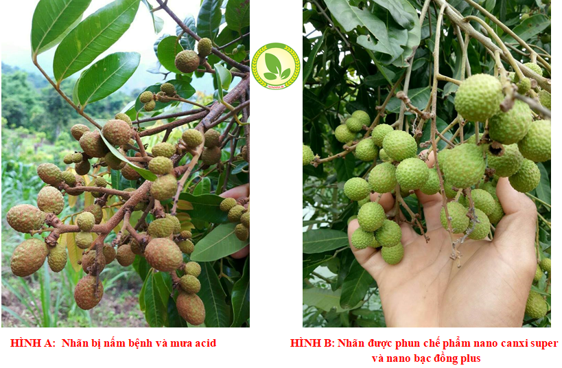 Nguyên nhân và giải pháp khắc phục hiện tượng vỏ quả nhãn bị cháy nám, chuyển màu, hạn chế rụng quả và nứt quả trên cây nhãn