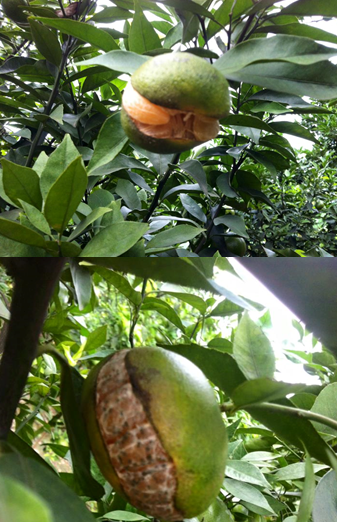 Nguyên nhân và các giải pháp chống nứt quả, hạn chế rụng quả trên cam đường canh