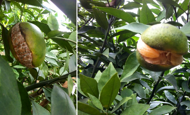 Nguyên nhân và giải pháp chống nứt quả, rụng quả trên cam canh