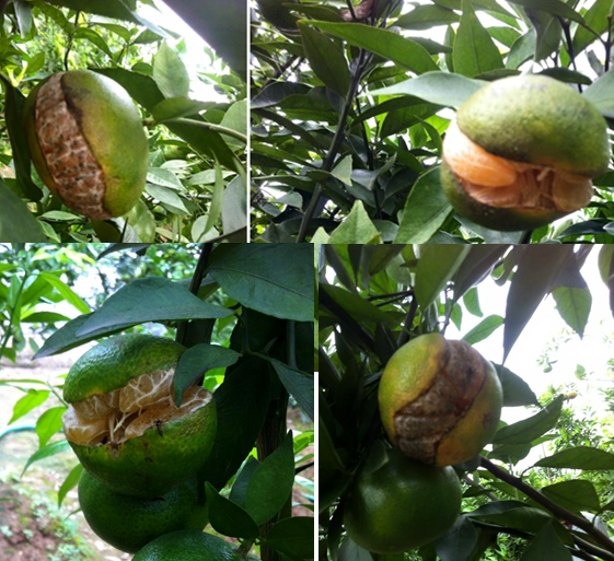 Nguyên nhân và giải pháp chống rụng quả, hạn chế nứt quả trên cam đường canh (ứng dụng công nghệ nano tiên tiến)