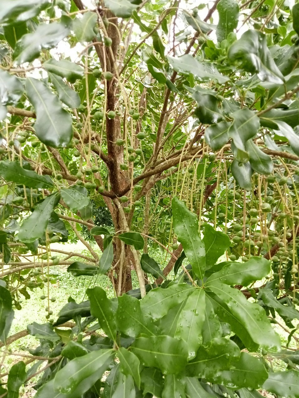 Kỹ thuật chăm sóc mắc ca sau thu hoạch, nguyên nhân và giải pháp chống rụng quả non trên cây mắc ca