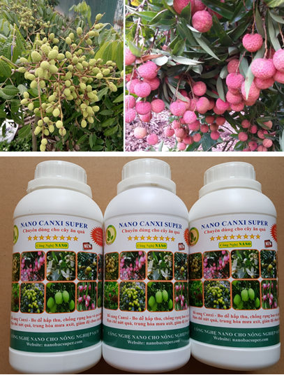 Kỹ thuật chăm sóc nhãn vải thời kỳ ra hoa đậu quả, nguyên nhân và giải pháp chống rụng hoa và quả non trên nhãn vải