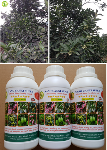 Kỹ thuật chăm sóc cam vinh, cam V2 thời kỳ ra hoa đậu quả non, giải pháp chống rụng hoa và quả non trên cây có múi