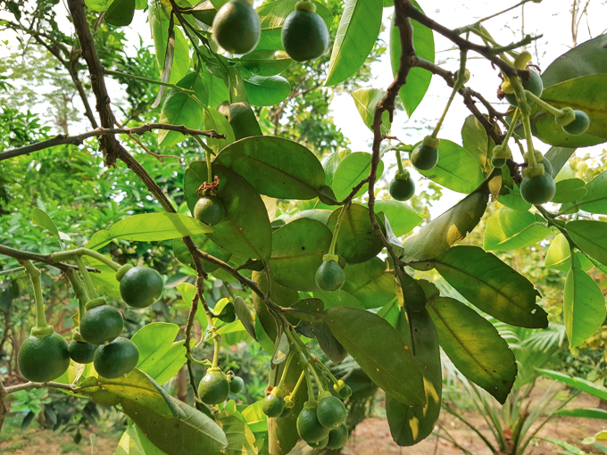 Kỹ thuật chăm sóc bưởi da xanh, giải pháp chống rụng quả non cho bưởi da xanh ứng dụng công nghệ nano