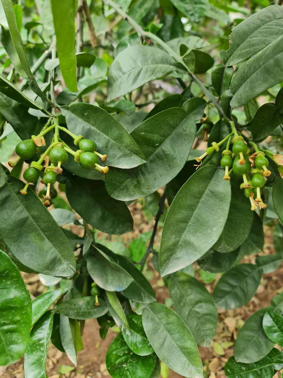 Quy trình chăm sóc bưởi diễn sau thu hoạch, giải pháp chống rụng quả cho bưởi diễn