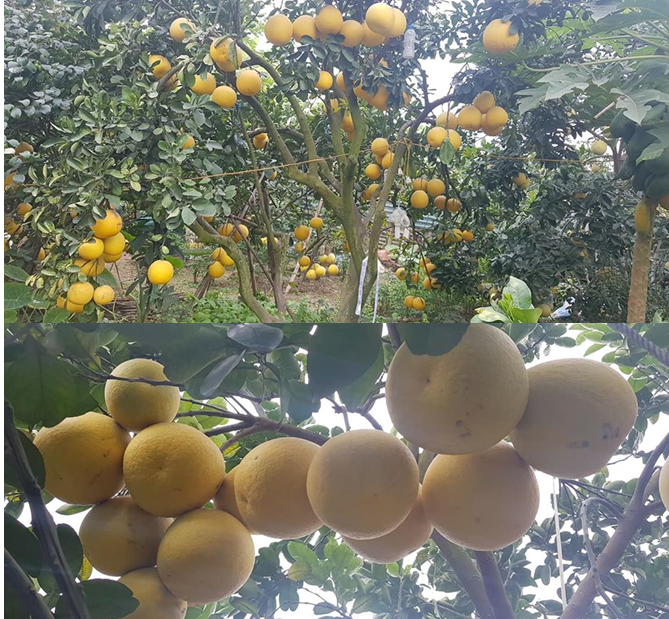Kỹ thuật chăm sóc bưởi diễn sau thu hoạch, giải pháp chống rụng quả ứng dụng công nghệ nano
