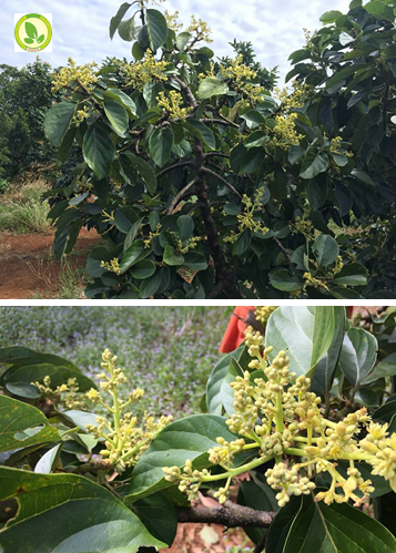 Quy trình sử dụng chế phẩm nano canxi super, nano bạc đồng super, nano đồng oxyclorua, shellac suger dùng cho cây b