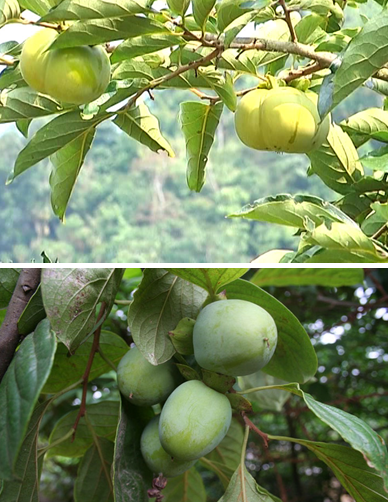 Nguyên nhân và giải pháp chống rụng quả trên cây hồng không hạt, hồng giòn