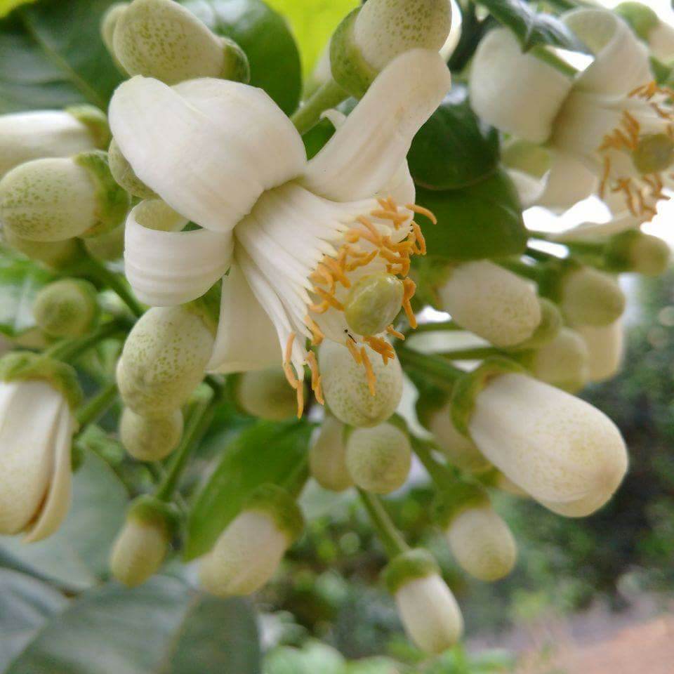 Chống rụng quả trên bưởi diễn, giải pháp hạn chế tác hại của mưa axít trên bưởi diễn