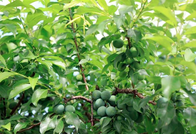 Nguyên nhân và giải pháp chống rụng quả non trên cây mận Sơn La