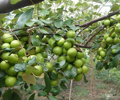 Nguyên nhân và giải pháp chống rụng quả cho táo