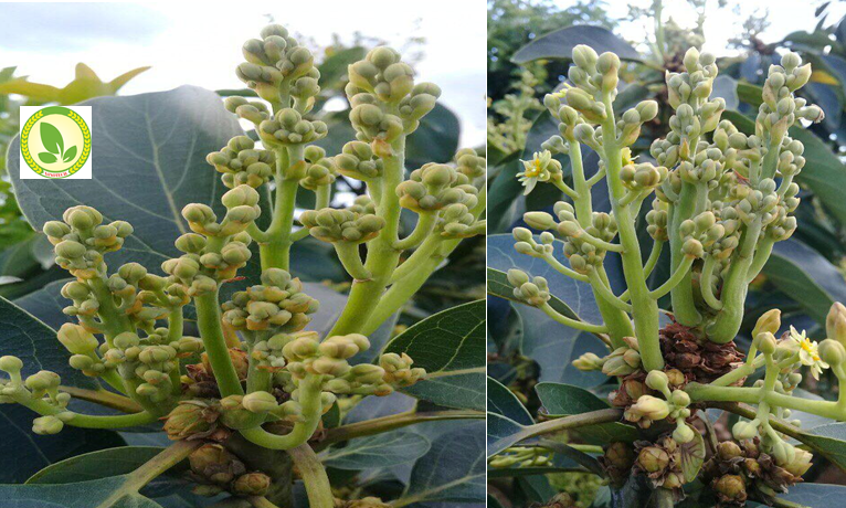 Nguyên nhân và các giải pháp khắc phục tình trạng rụng trái non trên cây bơ booth