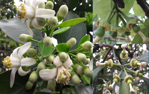 Nguyên nhân và giải pháp chống rụng hoa và quả non trên cây bưởi diễn và cây ăn quả có múi nói chung