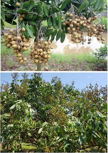 Nguyên nhân và giải pháp khắc phục tình trạng nhãn rụng quả hàng loạt vào mùa mưa