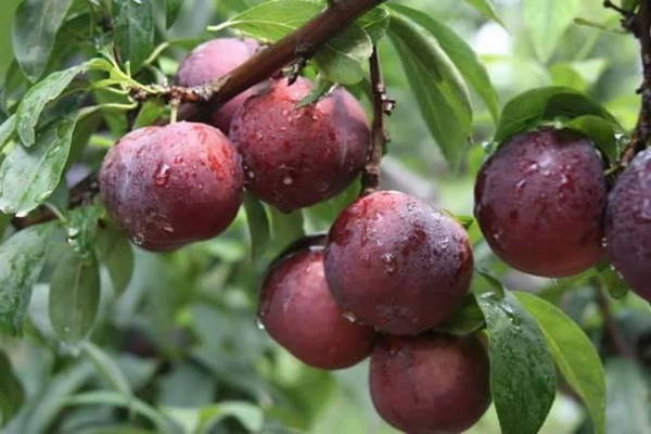 Kỹ thuật phòng trị bệnh tổng hợp trên cây mận ứng dụng công nghệ nano, giải pháp chống rụng hoa và quả trên cây mận
