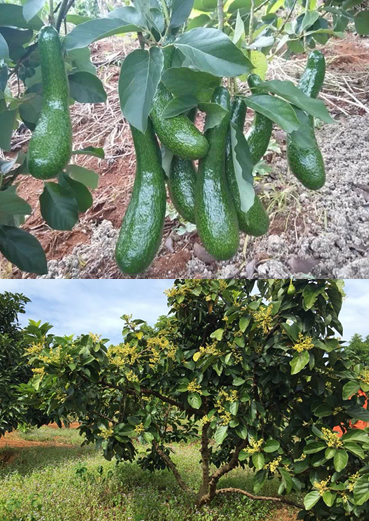 Kỹ thuật chăm sóc cây bơ Booth thời kỳ ra hoa đậu trái non, giải pháp chống rụng trái non trên cây bơ nói chung