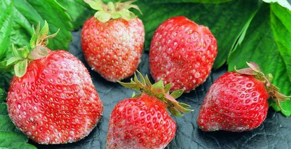 Giải pháp chống thối nhũn quả dâu tây, biện pháp kéo dài thời gian bảo quản dâu tây sau thu hoạch