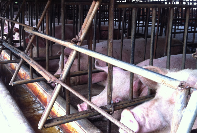Nguyên nhân và cách phòng trị lợn bị ho hiệu quả