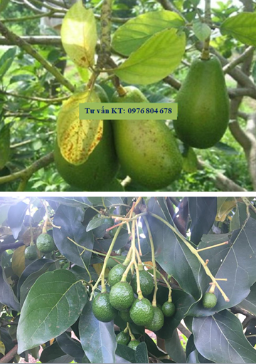 Kỹ thuật phòng và đặc trị bệnh đốm lá trên cây bơ (nguyên nhân và giải pháp trị bệnh đốm lá bơ)