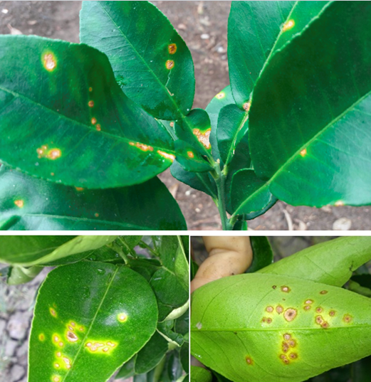 Nguyên nhân và giải pháp phòng trị bệnh loét cam vi khuẩn trên cam quýt bưởi vào mùa mưa