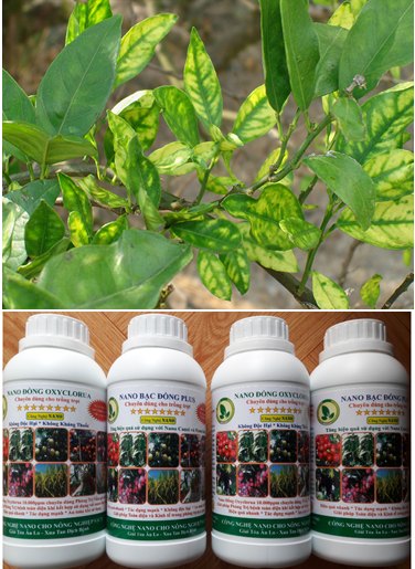 Giải pháp phòng và đặc trị bệnh vàng lá gân xanh Greening trên cây có múi