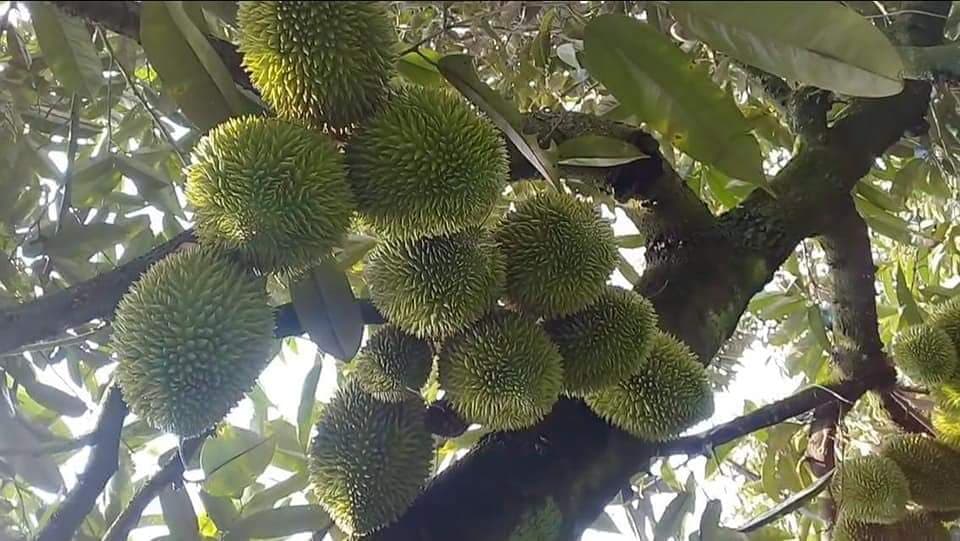 Phòng và đặc trị bệnh xoăn đọt, khảm lá virus trên cây sầu riêng, giải pháp chống rụng và chống nứt trái non trên cây sầu riêng