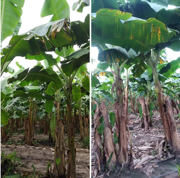 Quy trình phòng trị bệnh tổng hợp trên cây chuối (bệnh héo rũ vàng lá panama, bệnh thán thư, bệnh Moko, bệnh đốm đen thân lá)