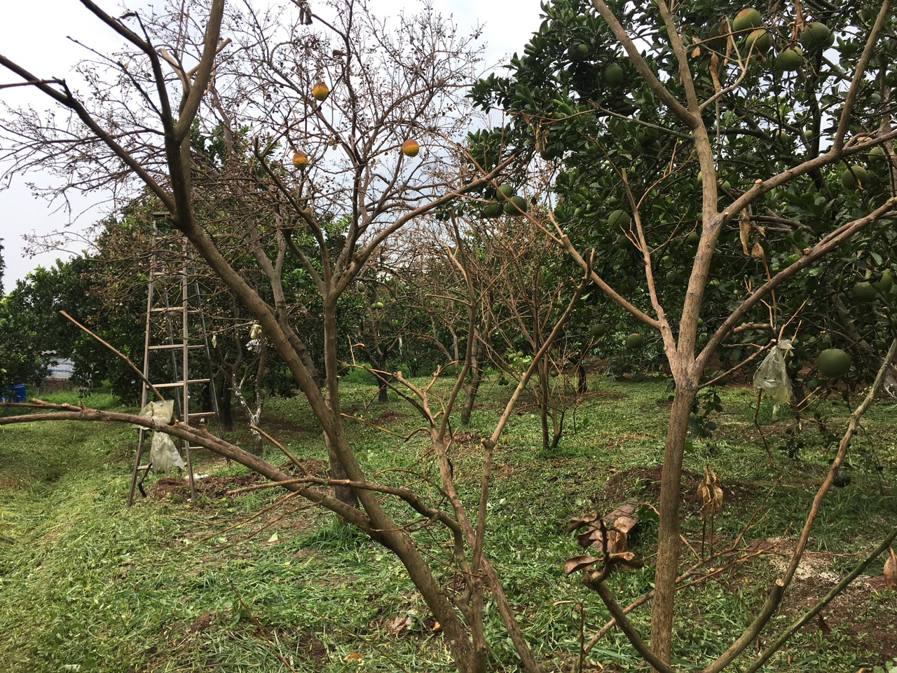 Tại sao khi tưới đạm cá, bón phân gà tươi lại gây chết cây bưởi, héo lá ban ngày, ban đêm lại xanh tươi bình thường
