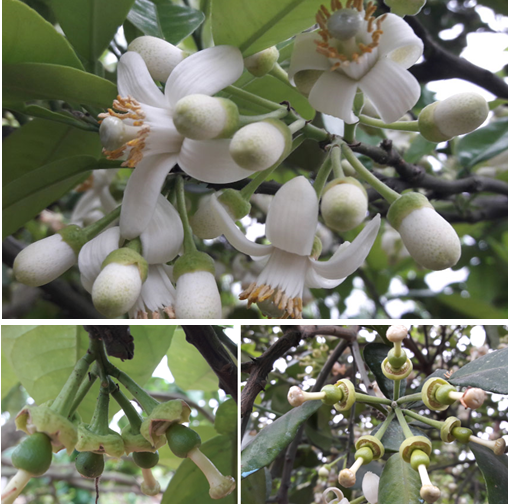 Nguyên nhân và giải pháp khắc phục hiện tượng rụng quả sinh lý trên bưởi diễn