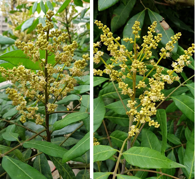 Kỹ thuật chăm sóc cây nhãn ứng dụng công nghệ nano tiên tiến