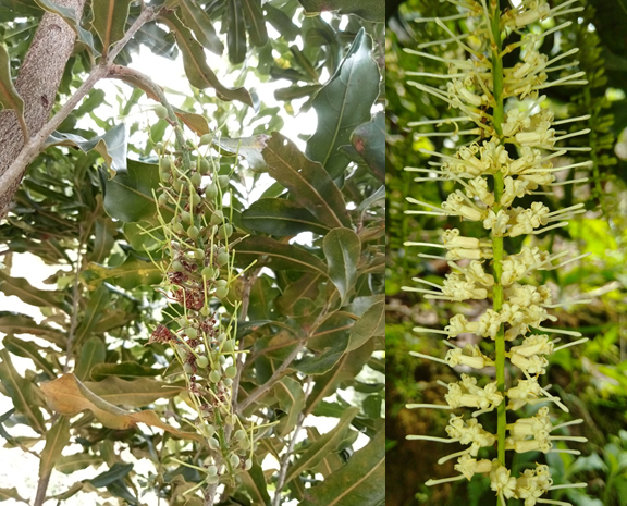 Ảnh hưởng của điều kiện thời tiết bất lợi đến tỷ lệ đậu quả của cây mắc ca, các nhóm nguyên nhân cơ bản gây rụng hoa và quả non trên cây mắc ca