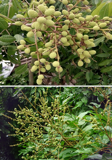 Quy trình ứng dụng công nghệ nano cho cây nhãn vải, giải pháp chống rụng quả non cho cây nhãn