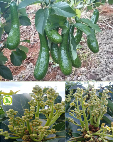 Kỹ thuật chăm sóc cây bơ thời kỳ ra hoa, xả nhị, các giải pháp chống rụng trái non cho cây bơ